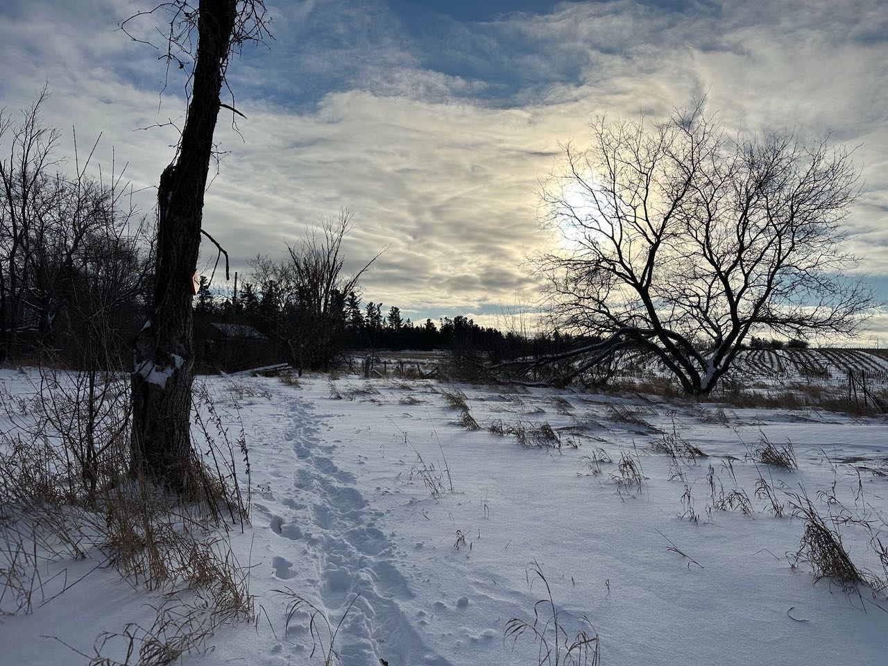 A snowy winter landscape featuring a set of footprints creating a path through a white field. To the left, a tall, textured tree trunk stands near the foreground, while a large, leafless tree on the right is silhouetted against a bright, cloudy sky with the sun peeking through. In the background, a line of dark evergreens meets the horizon.